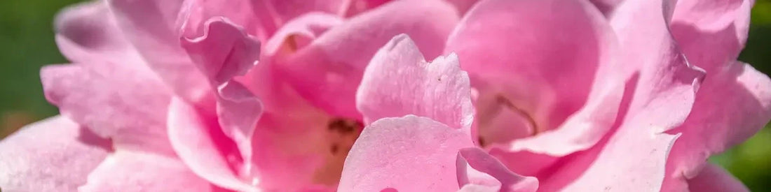 Rosa Damascena: El Tesoro de la Cosmética Natural