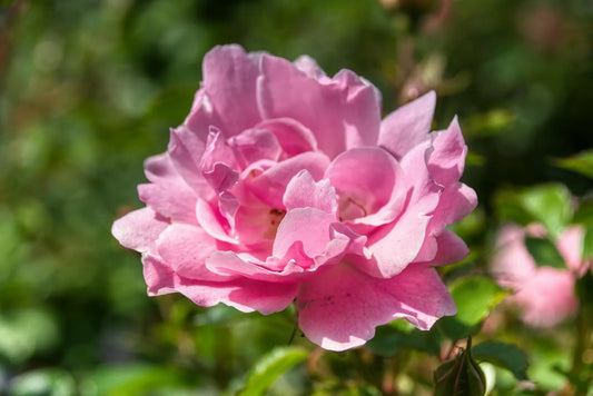 Rosa Damascena